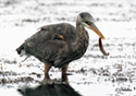 Ardea herodias